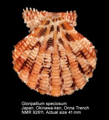 Gloripallium speciosum (6).jpg - Gloripallium speciosum(Reeve,1853)